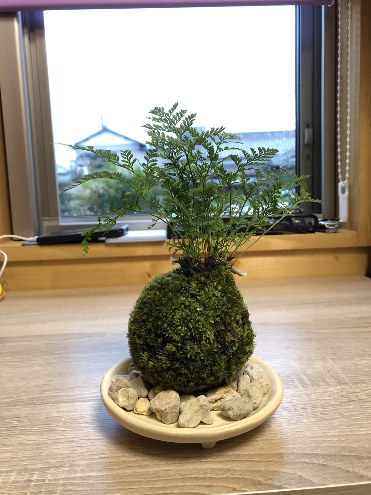 Moss ball